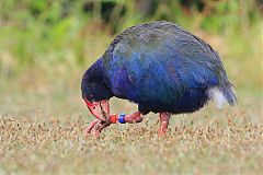 South Island Takahe